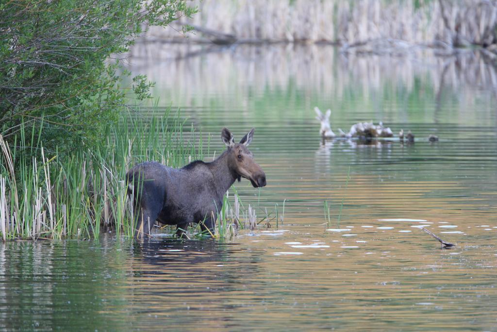 كاملوبس Lac Le Jeune Resort & Nature Centre المظهر الخارجي الصورة